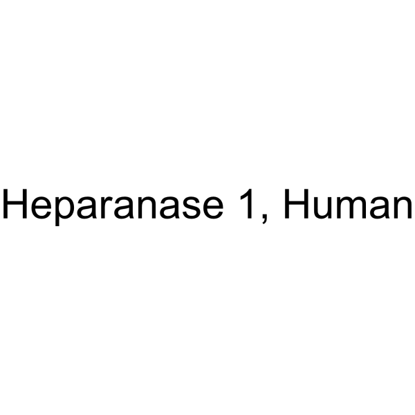 Heparanase 1, Human